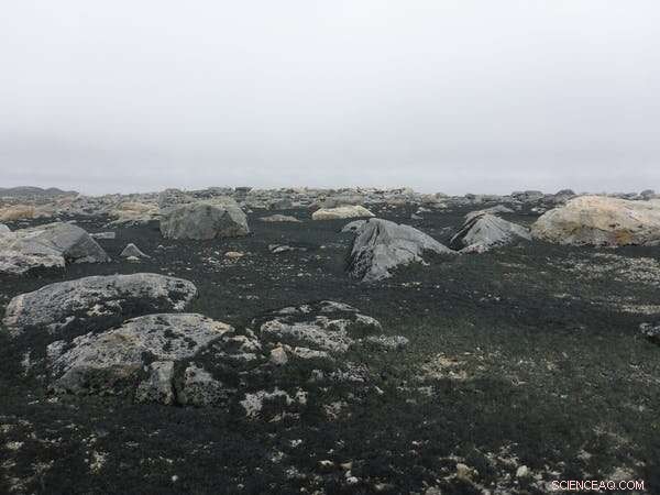 Antarctica s Biodiversity Under Threat: Over 1,100 Species at Risk