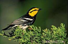 New Map Aids Conservation of Endangered Golden-Cheeked Warbler