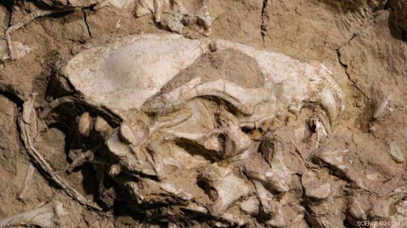 Ancient Dog Fossil Discovery: Unearthing the Archeocyon