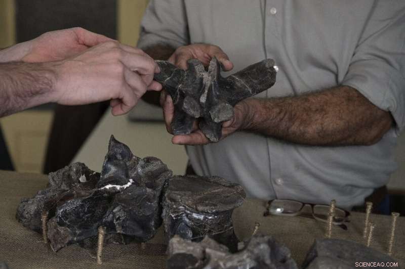 Giant Predator Dinosaur Discovered in Argentina: Meet *Maip macrothorax*