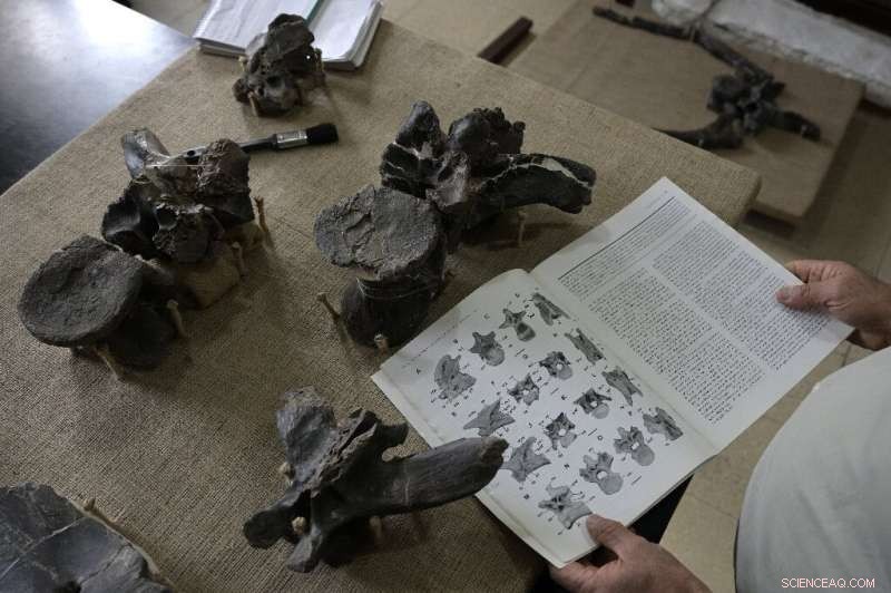 Giant Predator Dinosaur Discovered in Argentina: Meet *Maip macrothorax*