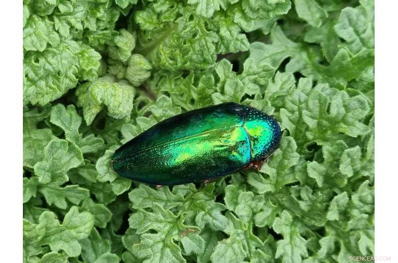 Iridescence as Deceptive Warning: New Research on Jewel Beetles