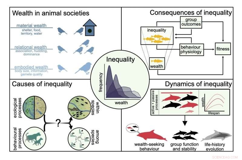 Animal Wealth Inequality: Insights into Social Evolution
