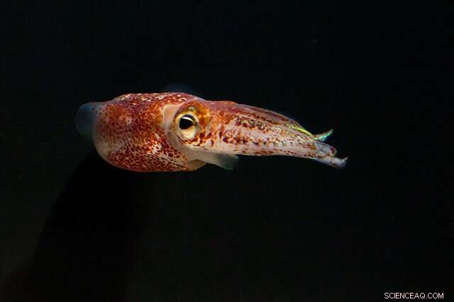 How Bacteria Navigate and Escape Confined Spaces | University of Hawai i