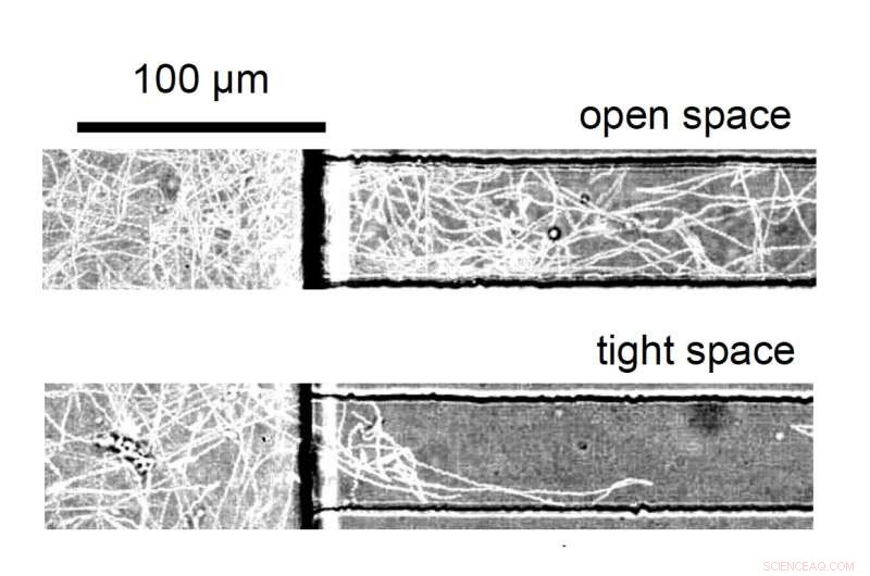 How Bacteria Navigate and Escape Confined Spaces | University of Hawai i