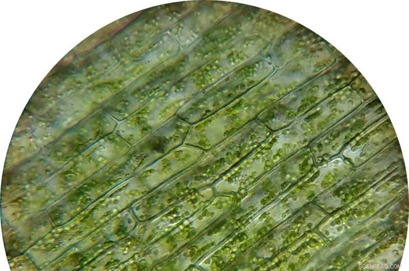 Understanding Drought s Impact on Plants with Catastrophe Theory