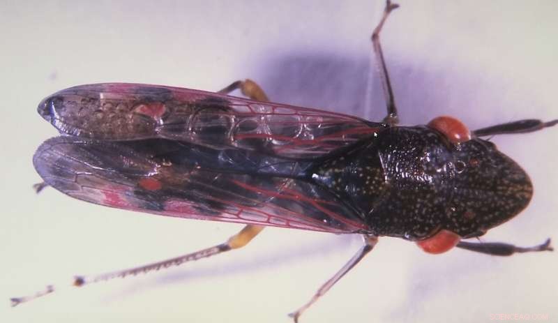 Innovative Technology to Combat Pierce s Disease in Grapevines