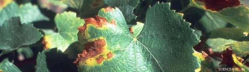 Innovative Technology to Combat Pierce s Disease in Grapevines