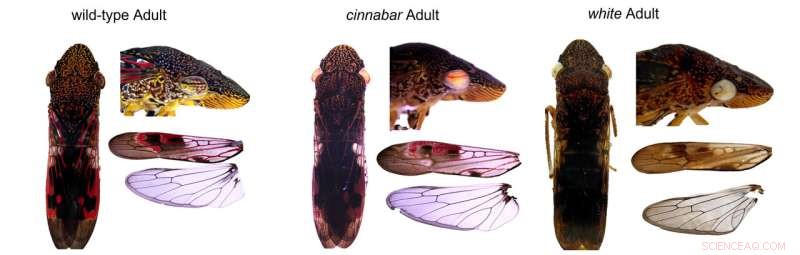 Innovative Technology to Combat Pierce s Disease in Grapevines