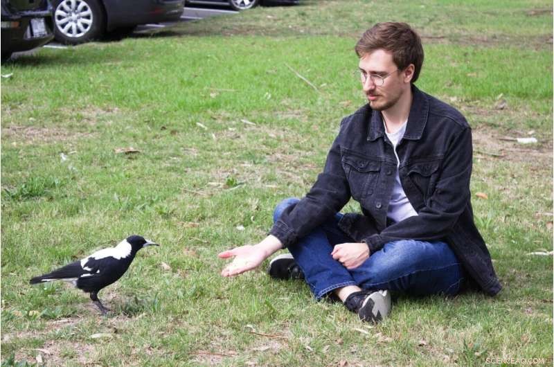 Australian Magpie Sleep Deprivation: Impact on Song & Behavior - La Trobe University