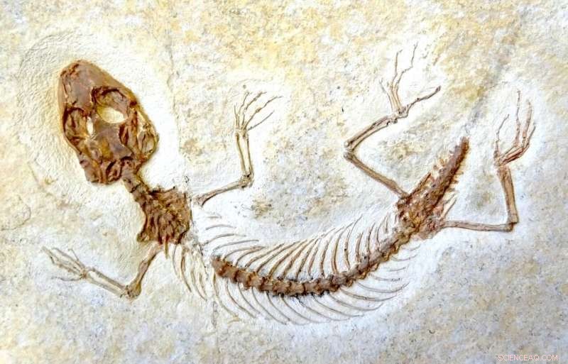 Jurassic Origins of Lizards & Snakes: New Fossil Evidence