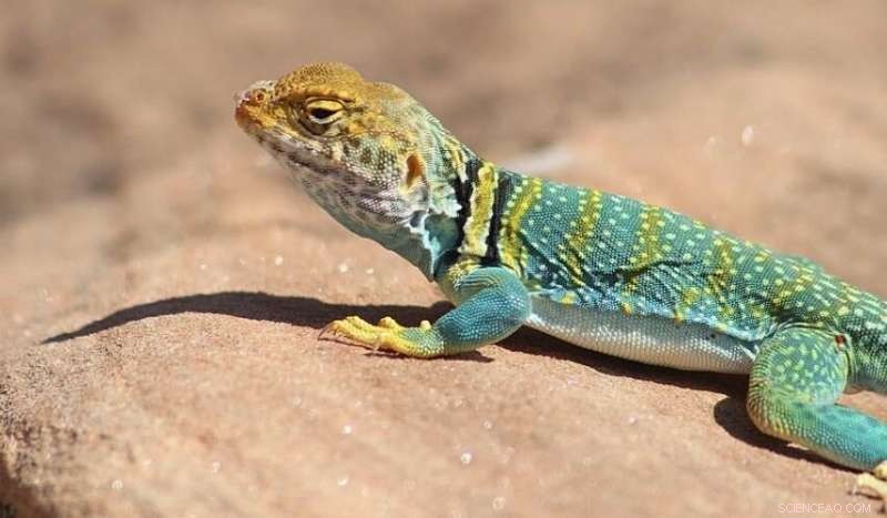 Jurassic Origins of Lizards & Snakes: New Fossil Evidence