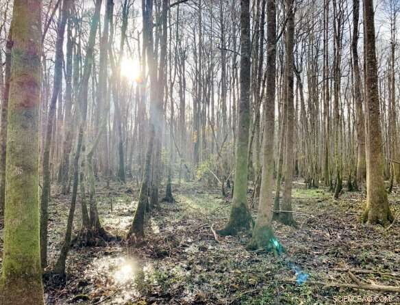 New Salamander Species Discovered in Gulf Coast, Expanding North American Biodiversity