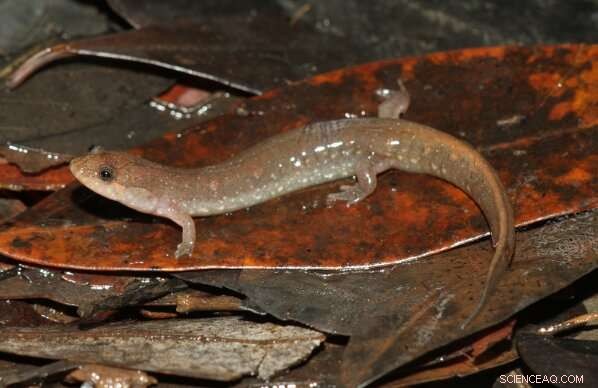 New Salamander Species Discovered in Gulf Coast, Expanding North American Biodiversity