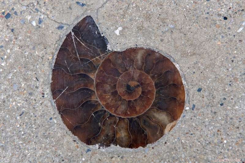 66-Million-Year-Old Fossils Discovered Near Bangkok Mall