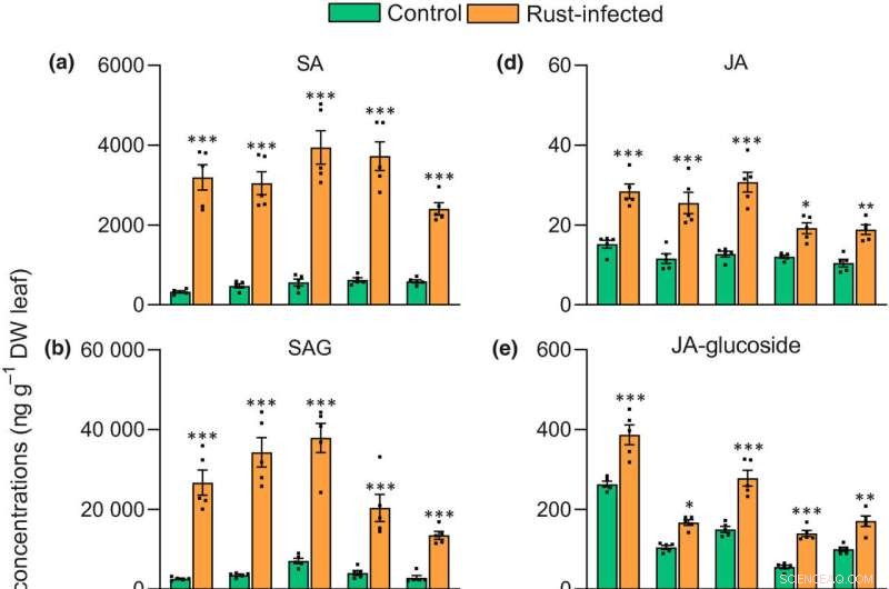 Poplar Defense Mechanism: Synergistic Action of Salicylic Acid & Jasmonates Against Fungal Infections
