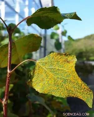Poplar Defense Mechanism: Synergistic Action of Salicylic Acid & Jasmonates Against Fungal Infections