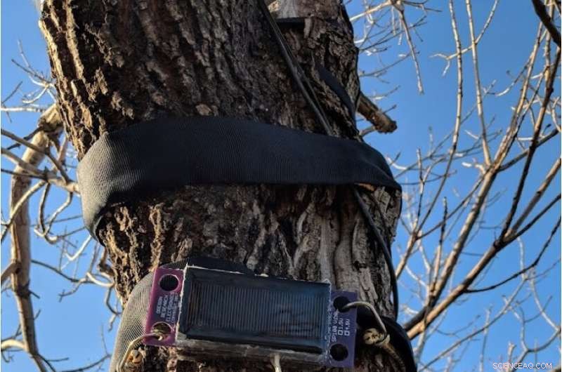 Tree Sensors Reveal Urban Tree Life: Growth, Bloom & More