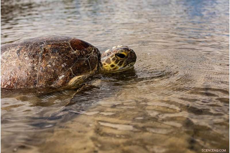 Queensland Sea Turtles Impacted by Floods & Mysterious Illness