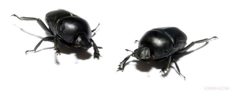 New Dung Beetle Species Arrives in Australia for Ecosystem Research