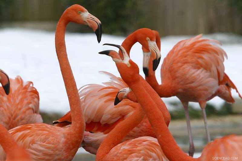 National Zoo Flamingo Attack: Fox Kills Dozens of Birds