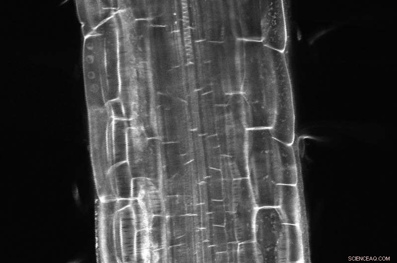 Stress-Tolerant Plants: Unlocking Growth Secrets in Extreme Conditions