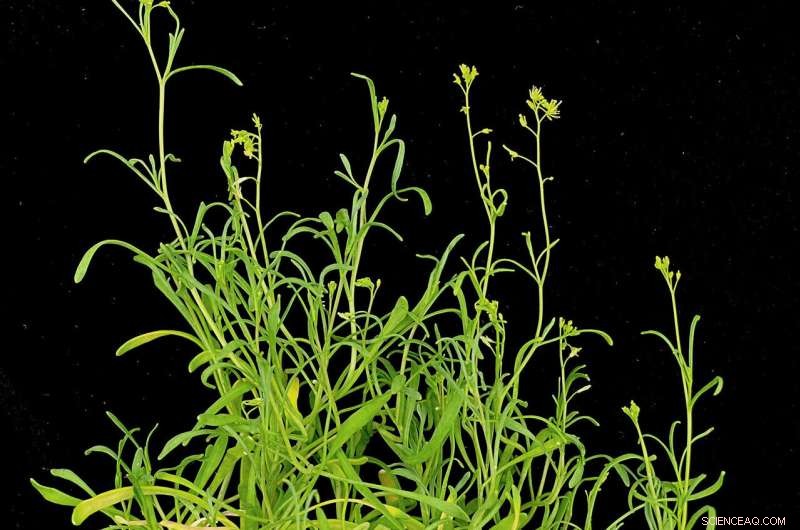 Stress-Tolerant Plants: Unlocking Growth Secrets in Extreme Conditions