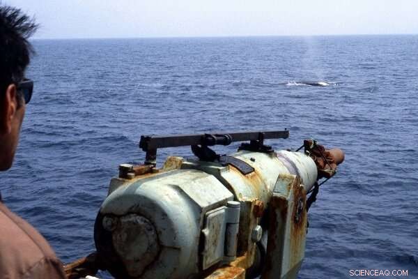 Blue Whale History: The Story of a Hunted Giant