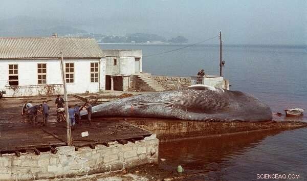 Blue Whale History: The Story of a Hunted Giant