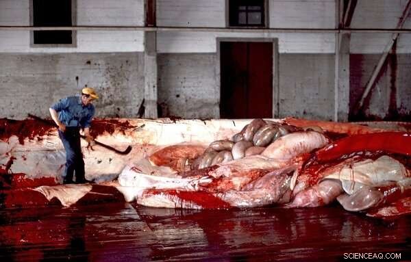 Blue Whale History: The Story of a Hunted Giant