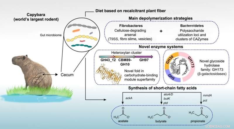 Capybara Enzymes: A Novel Solution for Agroindustrial Waste Valorization