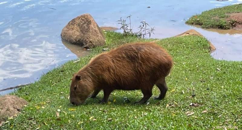 Capybara Enzymes: A Novel Solution for Agroindustrial Waste Valorization