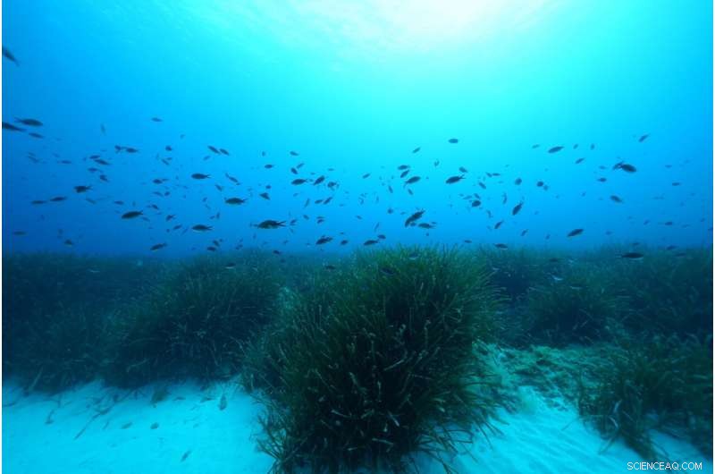 Seagrass Meadows: Hidden Carbon Stores in Marine Ecosystems