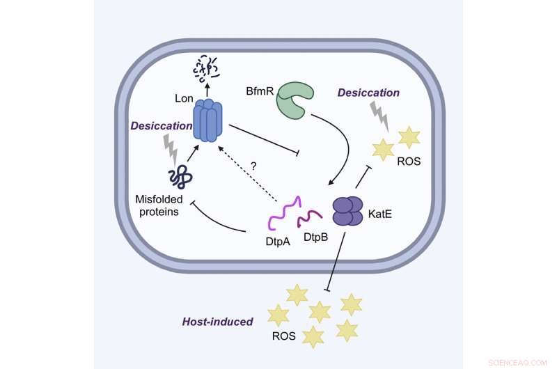 Acinetobacter baumannii: How Hospital-Associated Bacteria Survives Without Water
