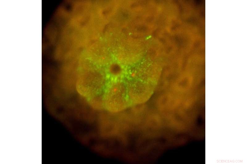 Coral-Algal Symbiosis: Key to Reef Recovery After Bleaching?