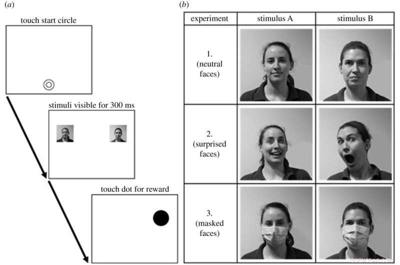 Great Ape Facial Recognition: Familiarity Influences Gaze Duration