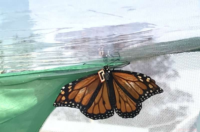 Tracking Monarch Migration: How Tiny Sensors Reveal Their Secrets