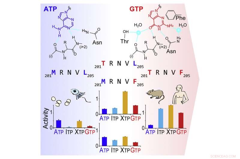GTP Sensor Kinase Discovery: Unraveling Tumor Evolution