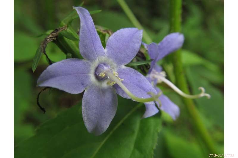 Southeast Glacial Refugia: Supporting Conservation Efforts