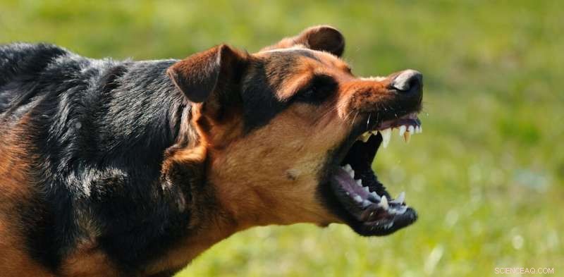 Dog Attack Safety: What to Do & Understanding Dog Behavior