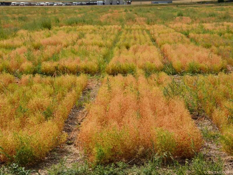 Lentil Varieties for Optimal Farm Yields | Montana State University