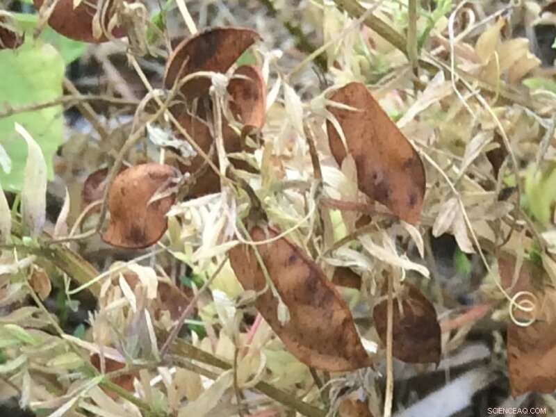 Lentil Varieties for Optimal Farm Yields | Montana State University