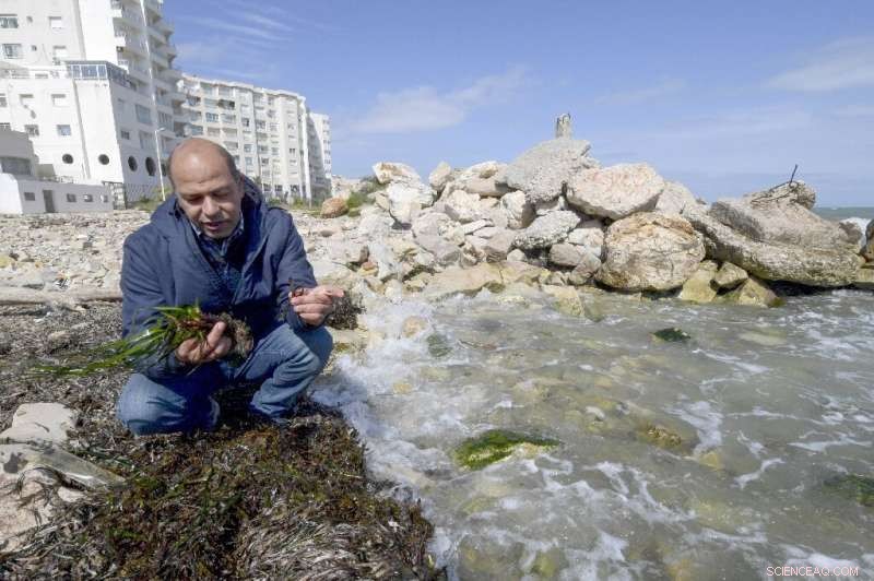 Protecting Mediterranean Seagrass: Vital Habitats & Economic Stability