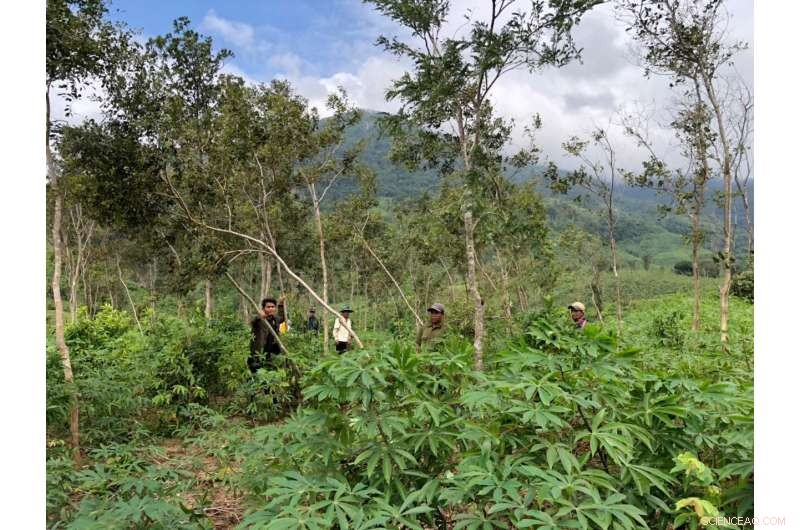 Protecting Asian Rosewood: Threats and Conservation Efforts