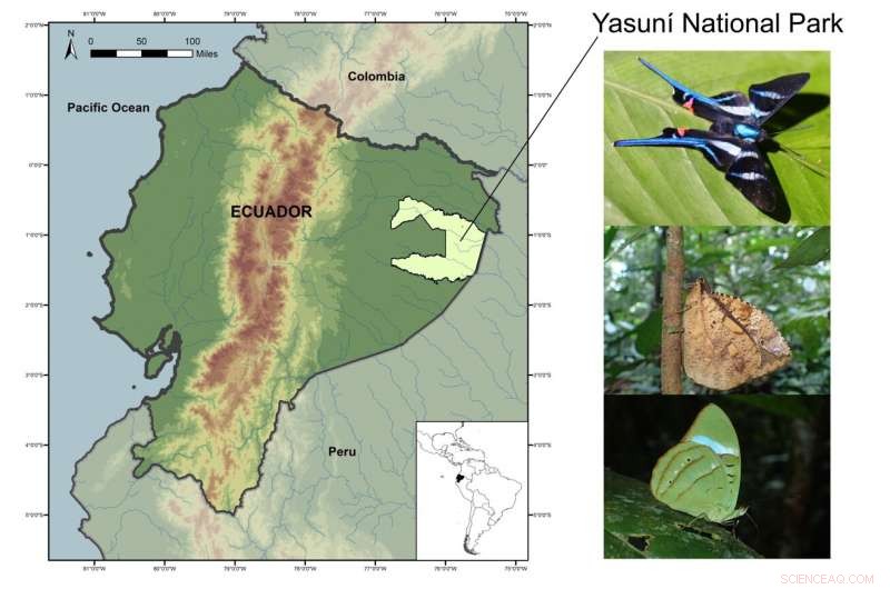 Biodiversity Monitoring: How Butterflies Track Ecosystem Health in Yasuní