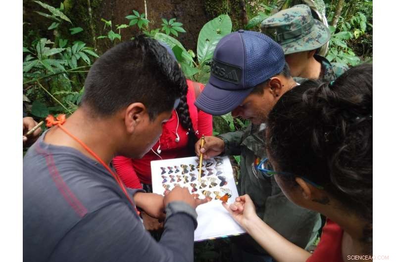 Biodiversity Monitoring: How Butterflies Track Ecosystem Health in Yasuní