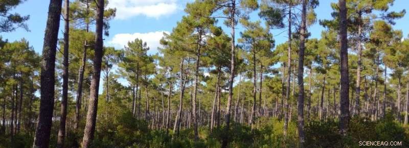 Predicting Forest Tree Growth in Changing Environments: A New Modeling Approach