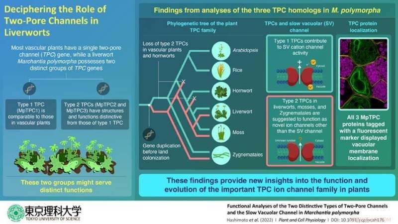 Two-Pore Channels in Plants: Unlocking Insights into Plant Evolution and Function