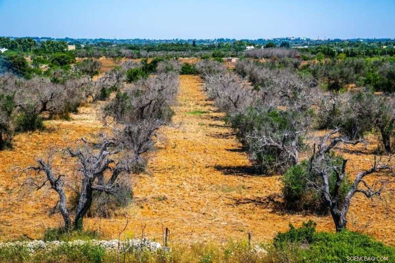 Natural Pesticides for Crop Protection: A Sustainable Solution