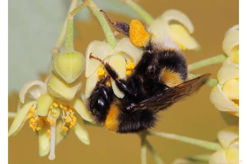 Bees Harness Natural Medicine: Parasite Defense Through Pollination